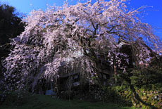西照寺のしだれ桜