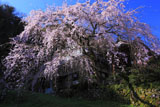 西照寺のしだれ桜