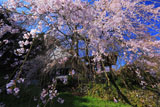 西照寺のしだれ桜クローズアップ