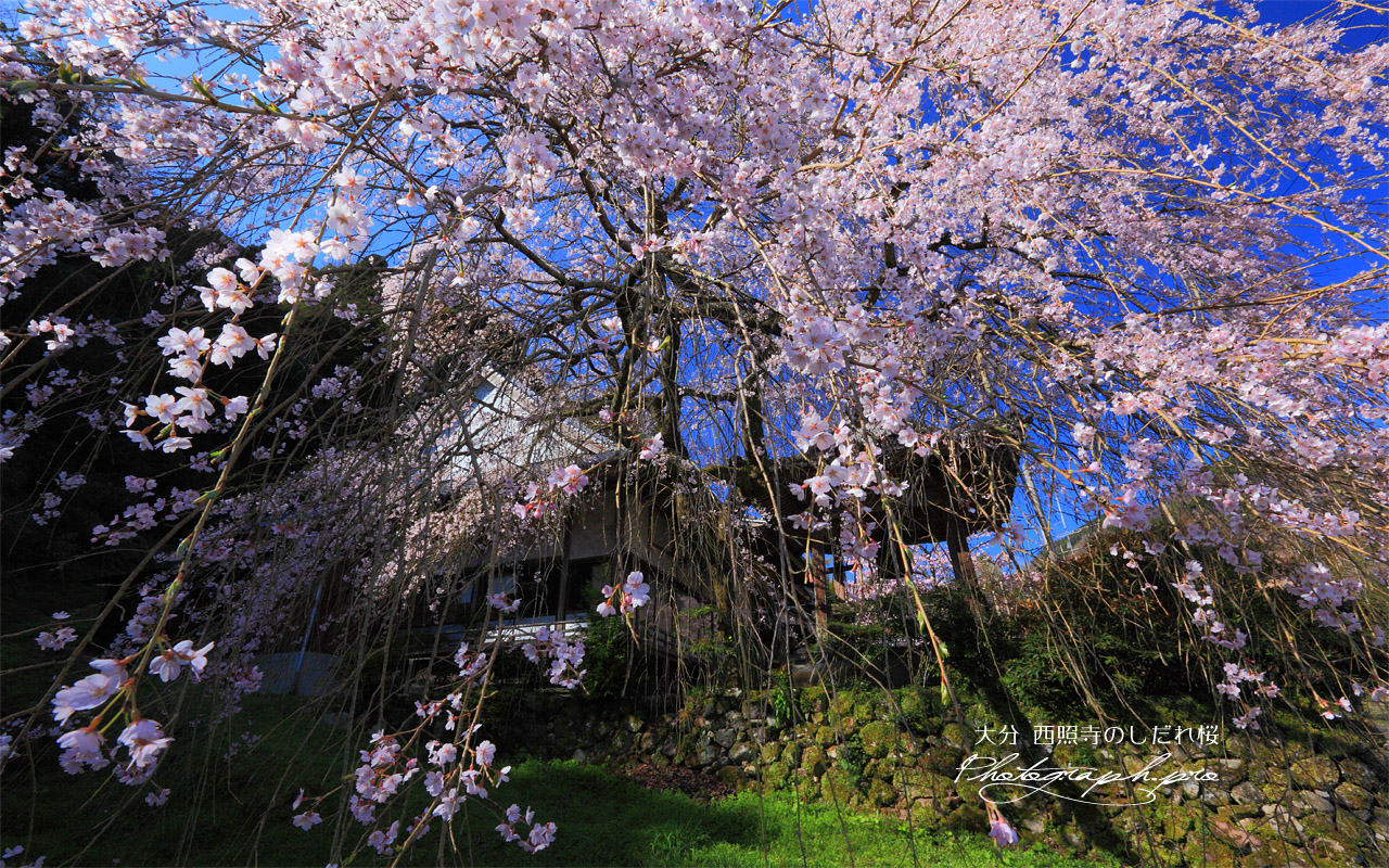 西照寺のしだれ桜クローズアップ 壁紙
