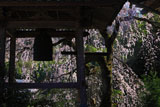 鐘楼と西照寺のしだれ桜