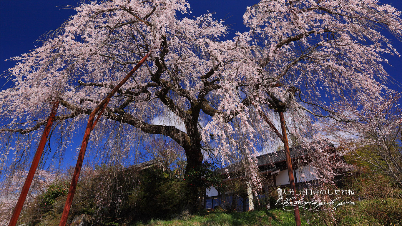 光円寺のしだれ桜 壁紙