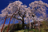 光円寺のしだれ桜