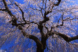 光円寺の枝垂れ桜