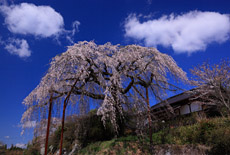 光円寺のしだれ桜