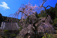 深泉寺のしだれ桜