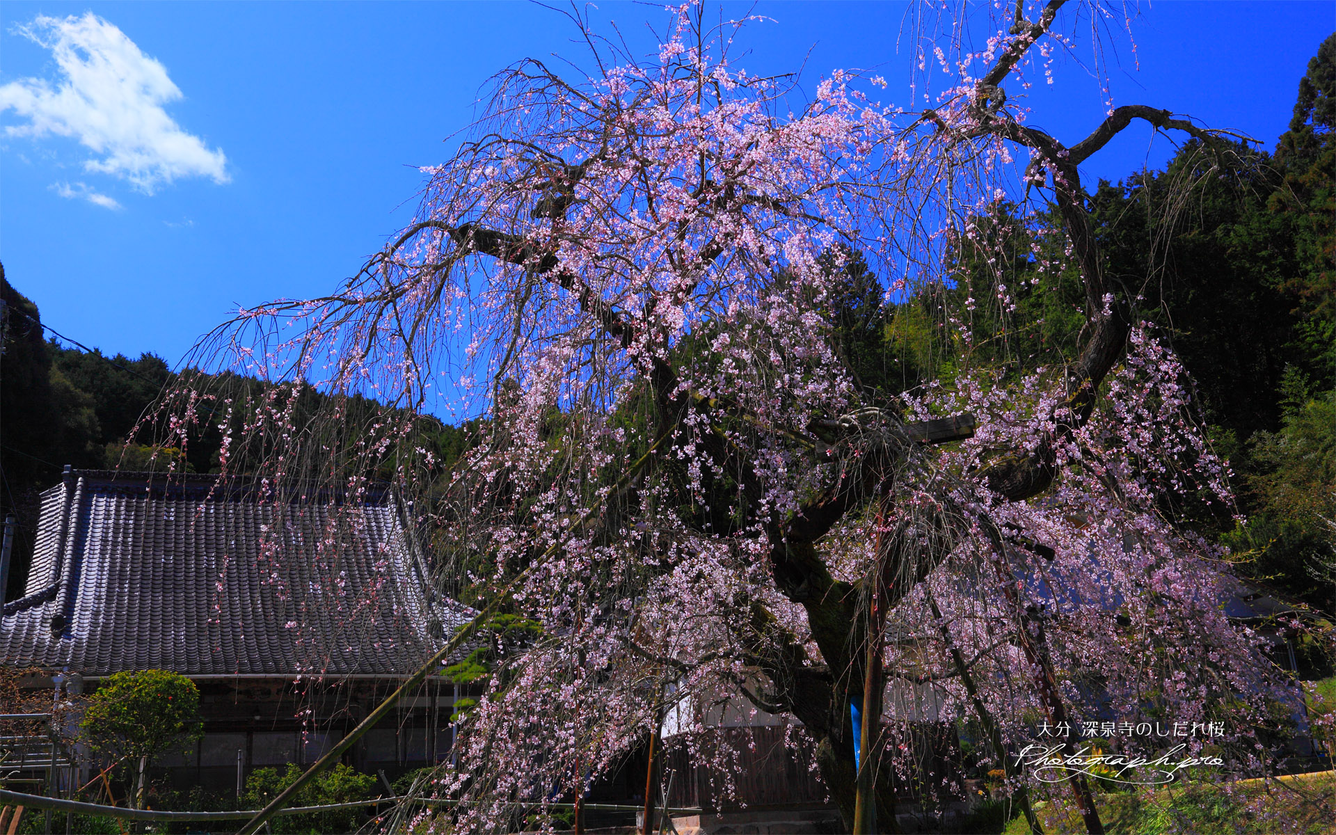深泉寺のしだれ桜