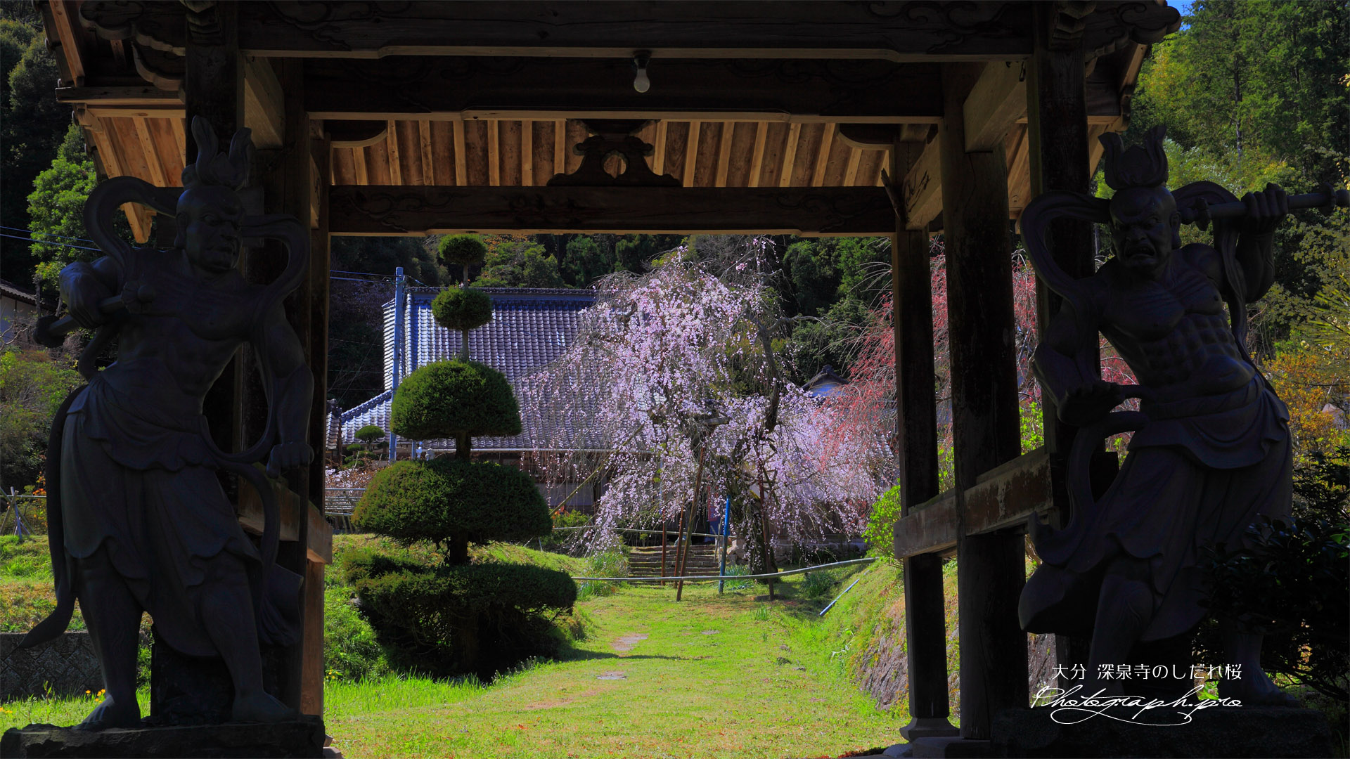 山門越しの深泉寺の枝垂桜