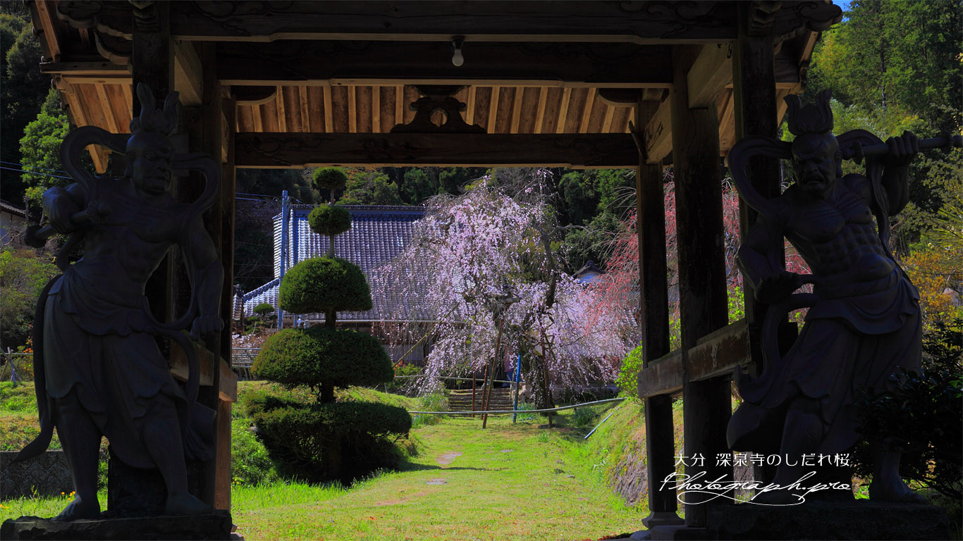 山門越しの深泉寺の枝垂桜 壁紙