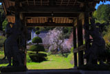 山門越しの深泉寺の枝垂桜