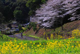 菜の花と郵便配達人