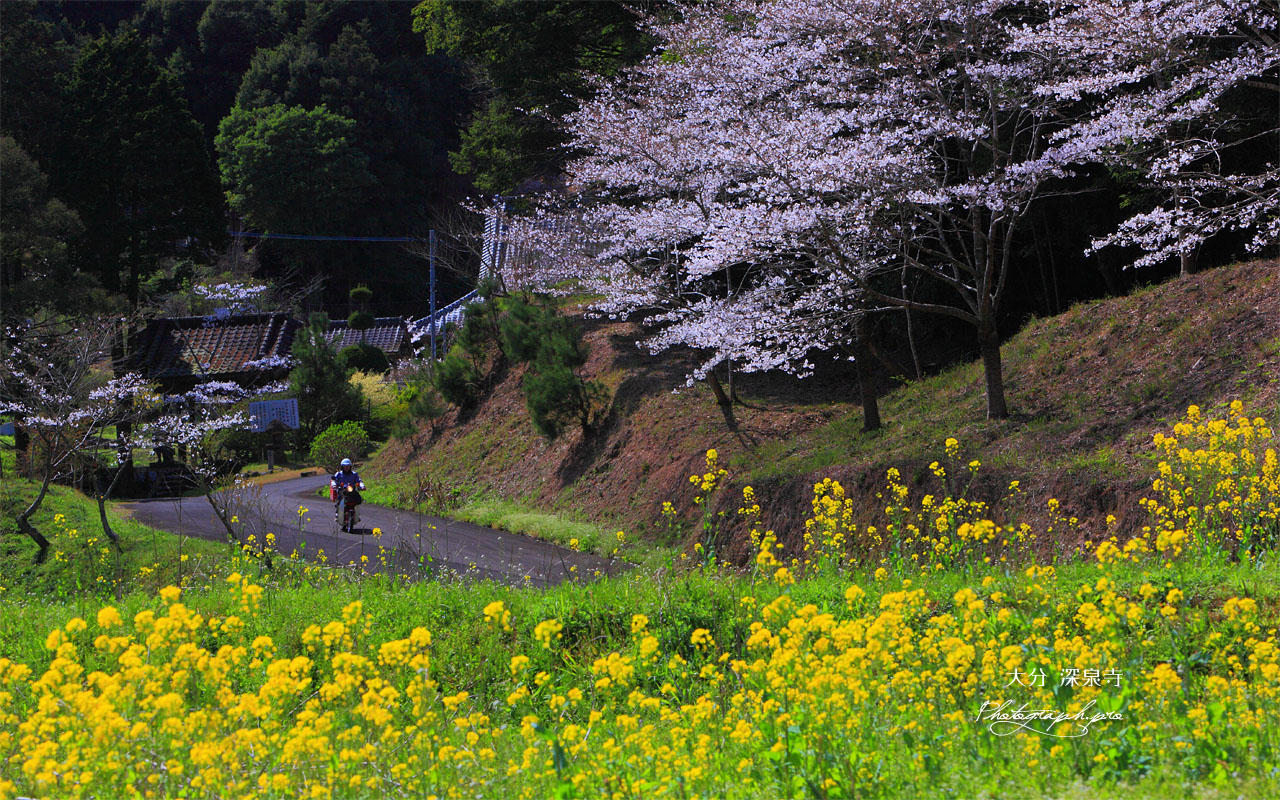 菜の花と郵便配達人 壁紙