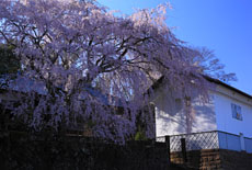 古庄家のしだれ桜