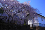 古庄家のしだれ桜