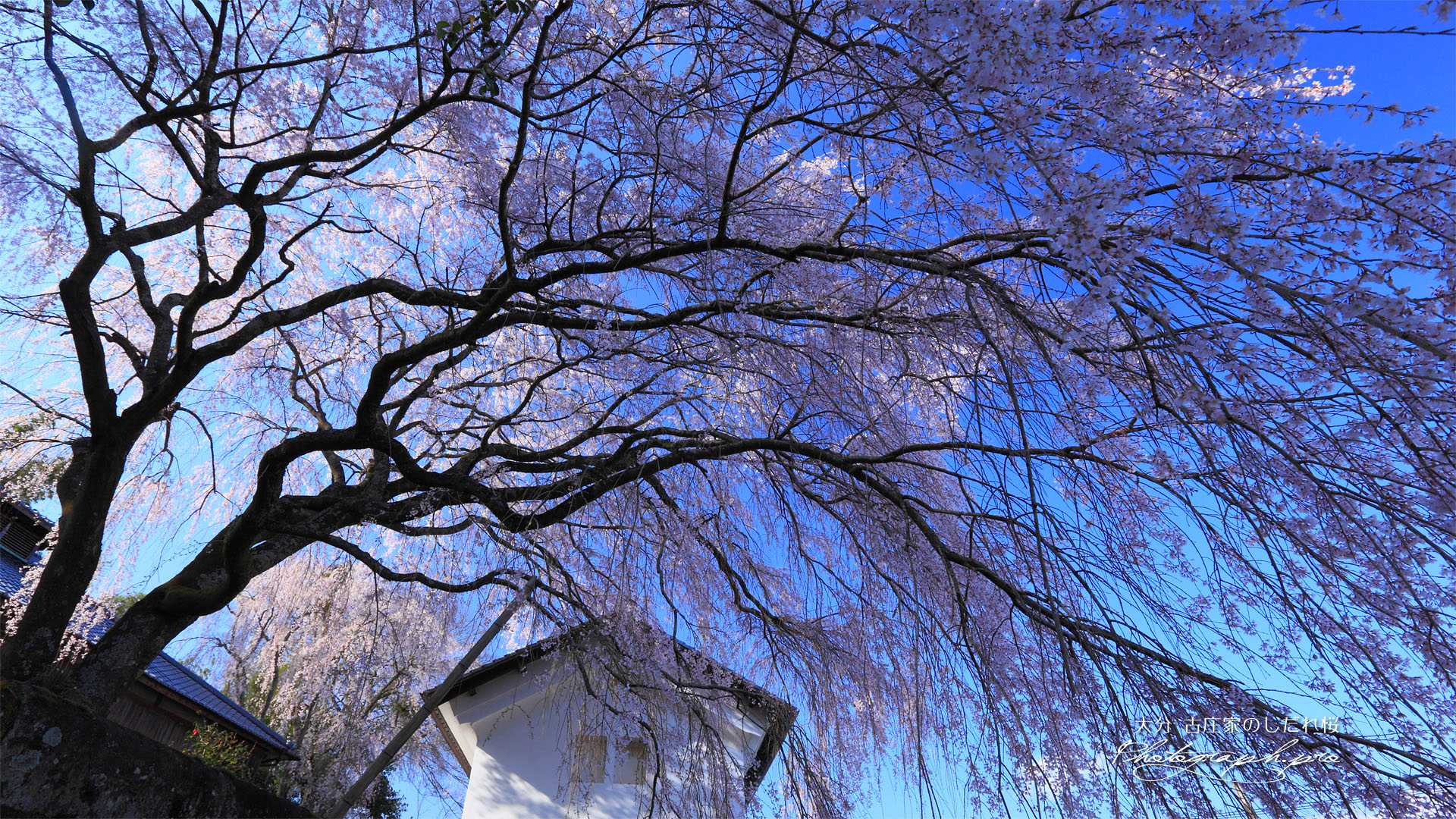 古庄家の枝垂れ桜