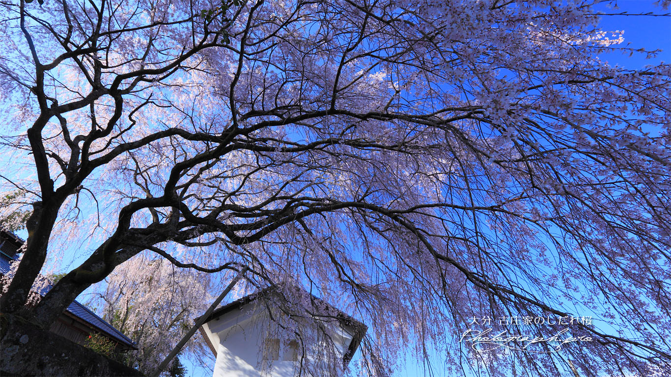 古庄家の枝垂れ桜 壁紙