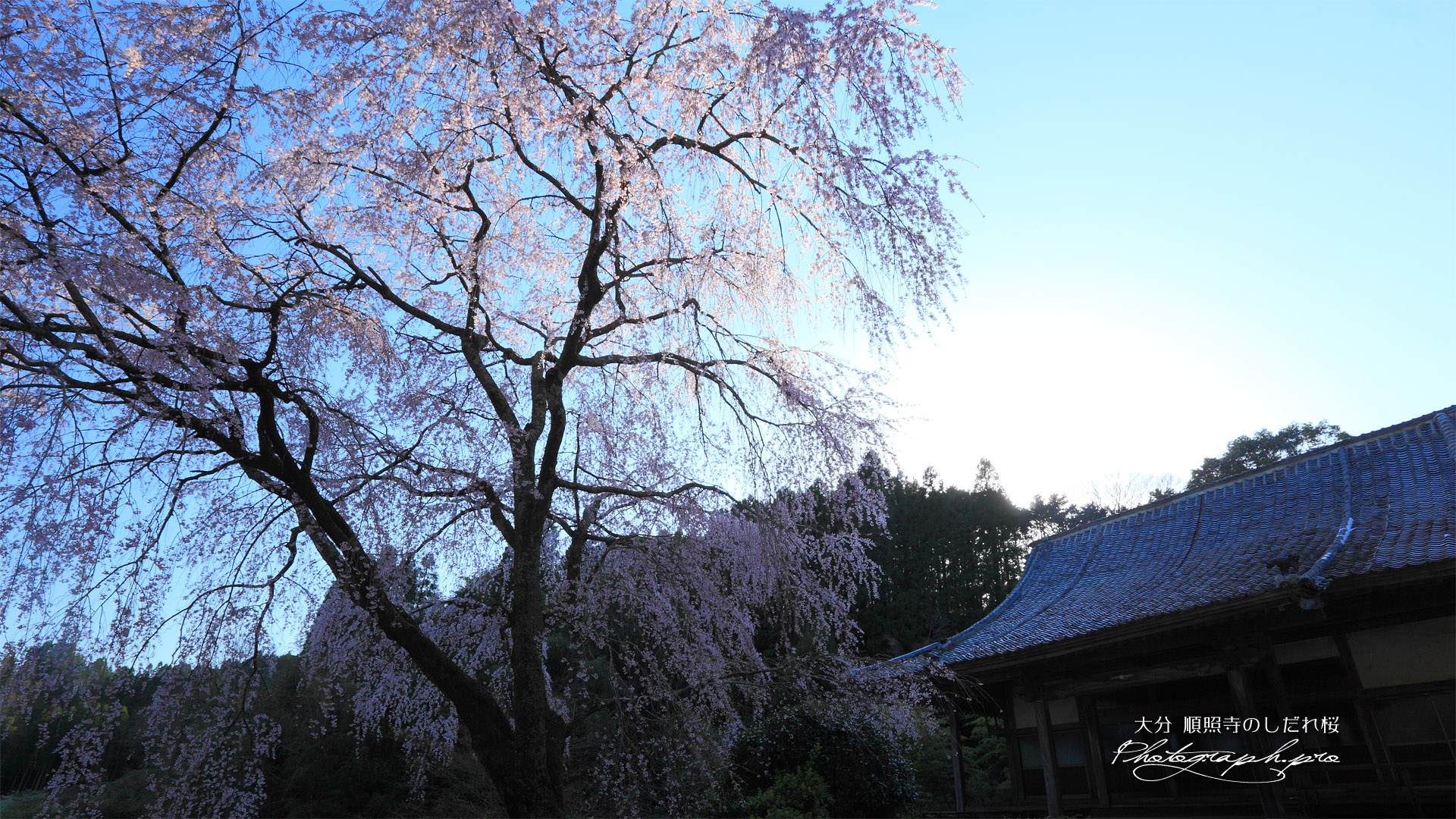 順照寺の枝垂れ桜