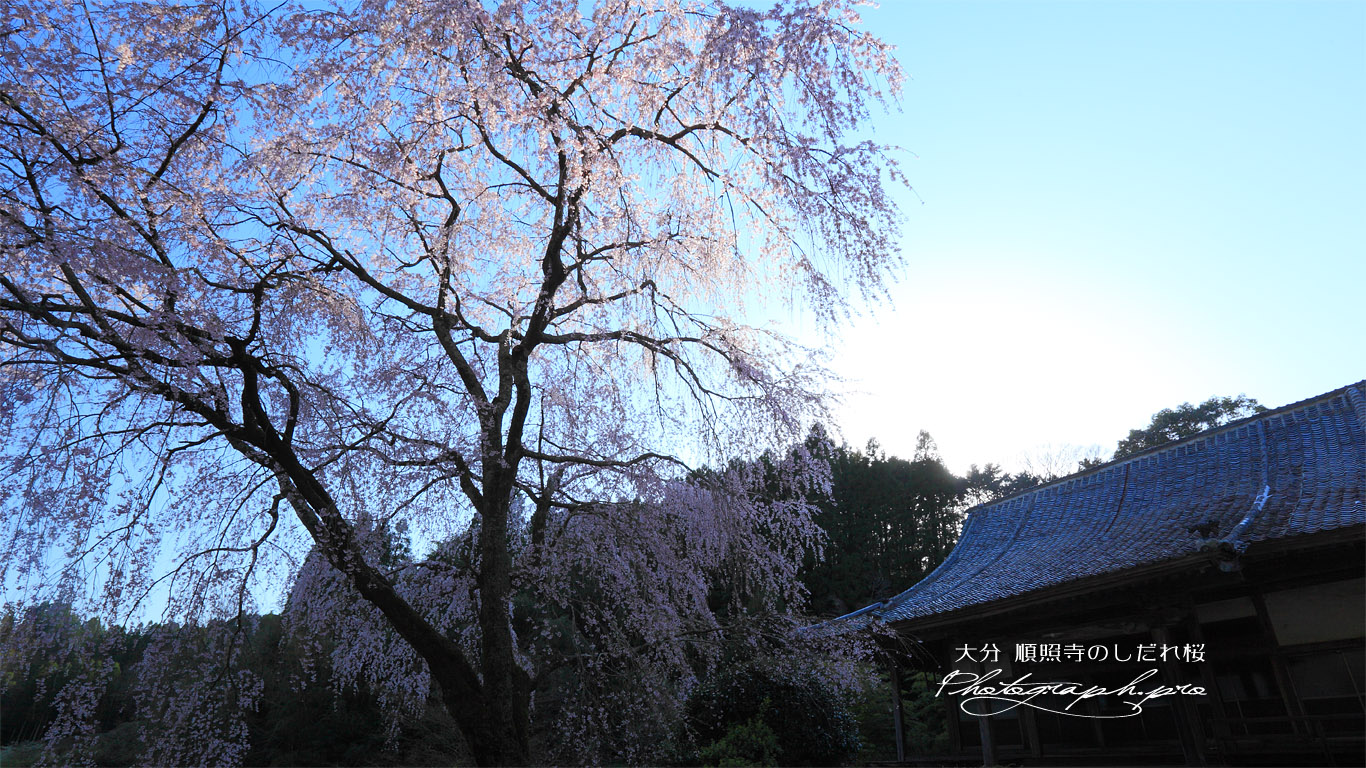 順照寺の枝垂れ桜 壁紙