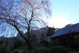 順照寺の枝垂れ桜