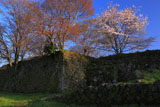 岡城阯の萌樹と桜