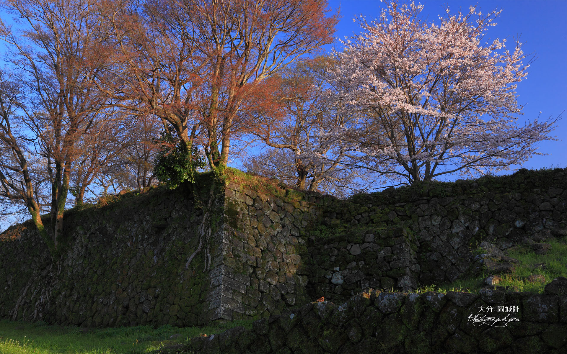 岡城阯の萌樹と桜