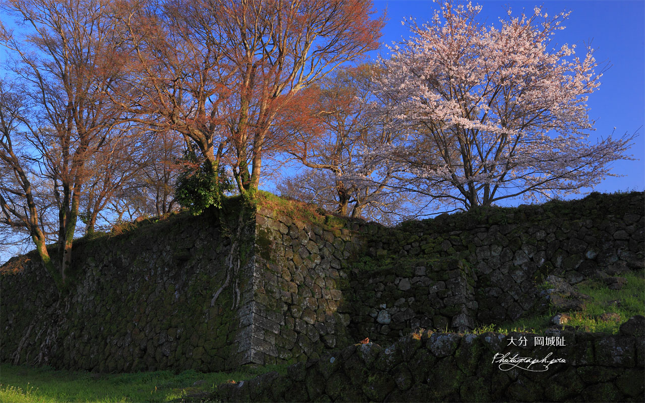 岡城阯の萌樹と桜 壁紙