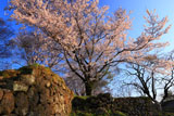 岡城阯西の丸の桜
