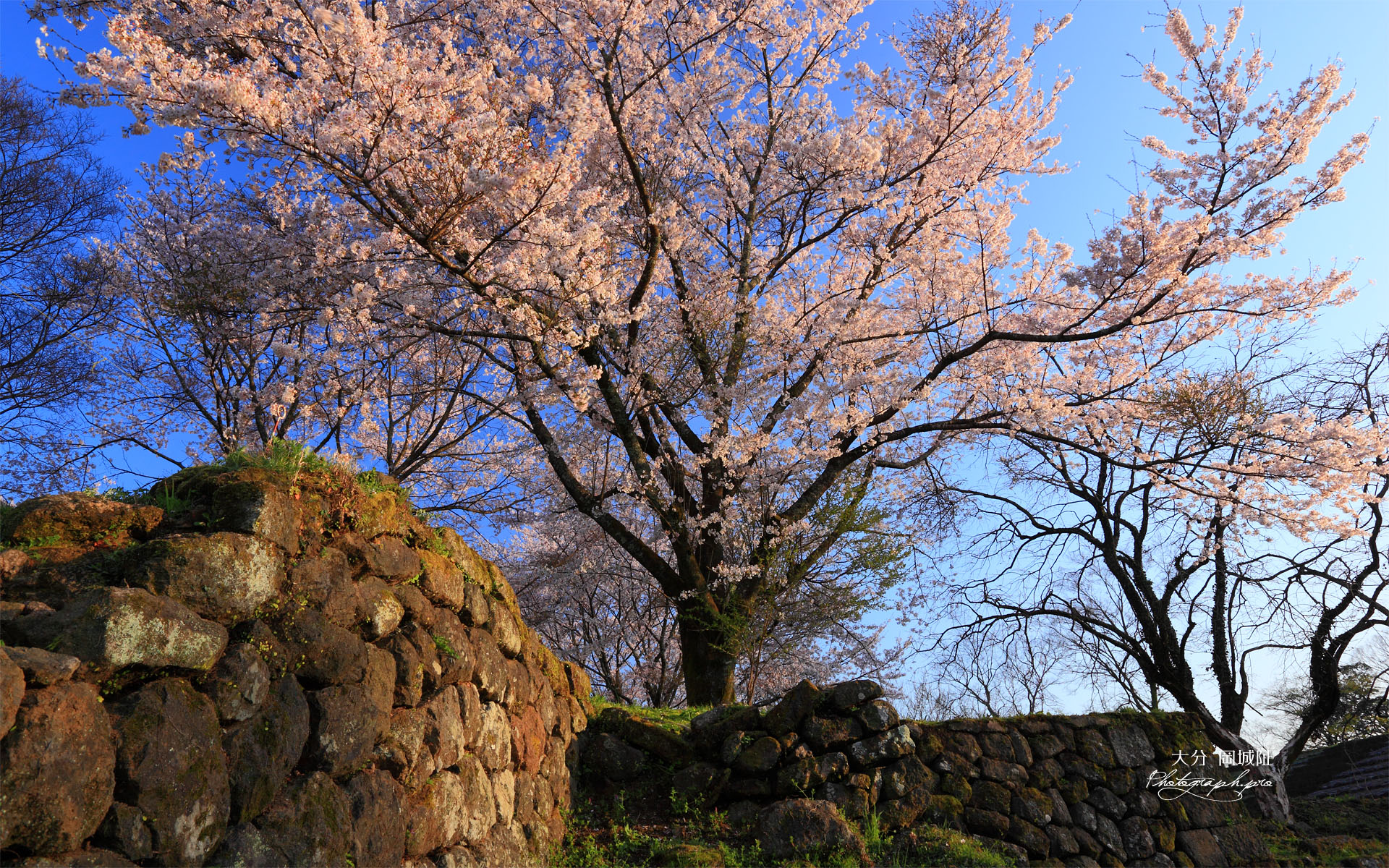 岡城阯西の丸の桜