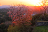 山桜と阿蘇山