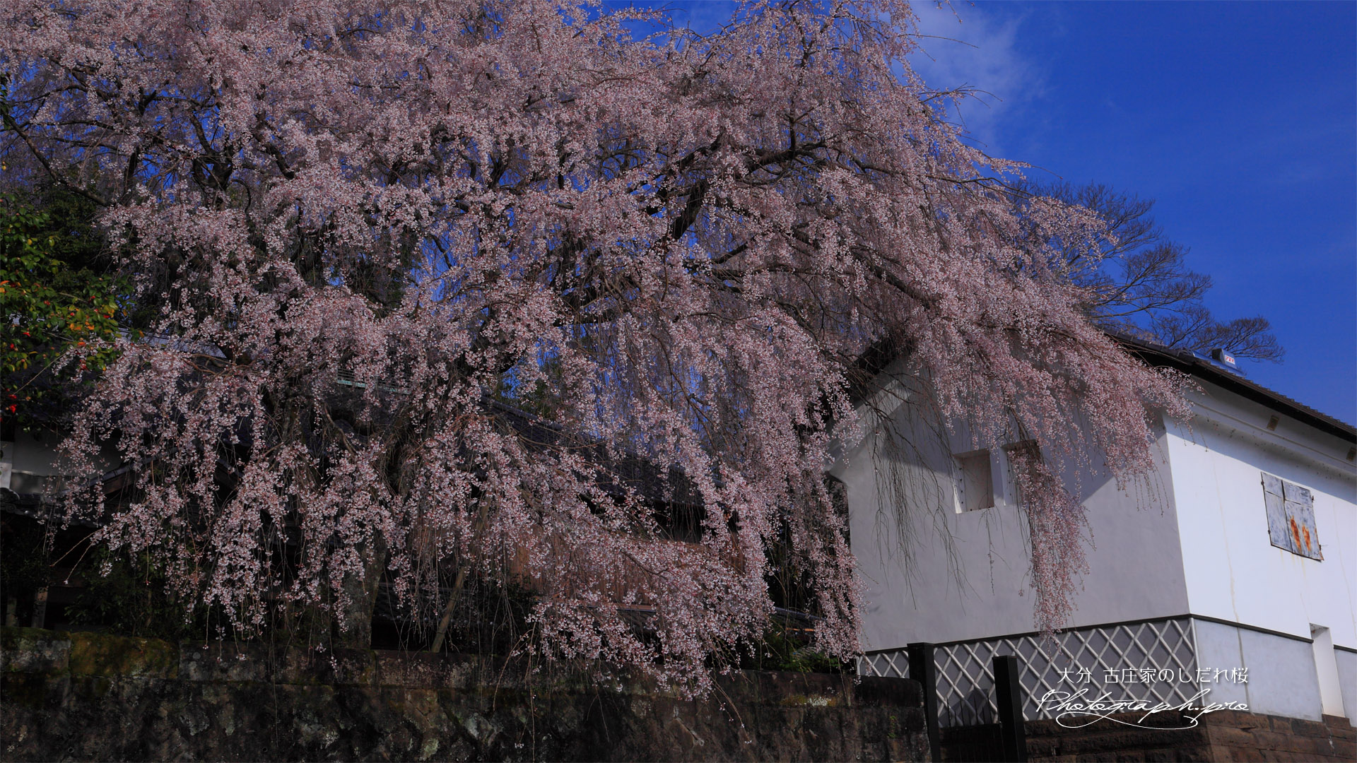 朝の古庄家のしだれ桜