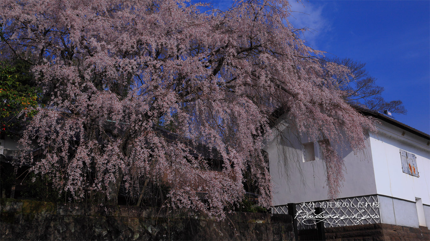 朝の古庄家のしだれ桜 壁紙