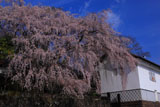 朝の古庄家のしだれ桜