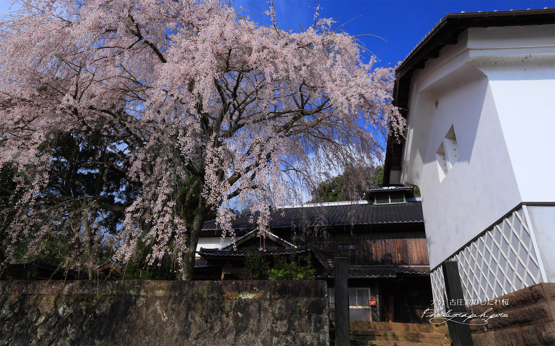 旧家の一本桜
