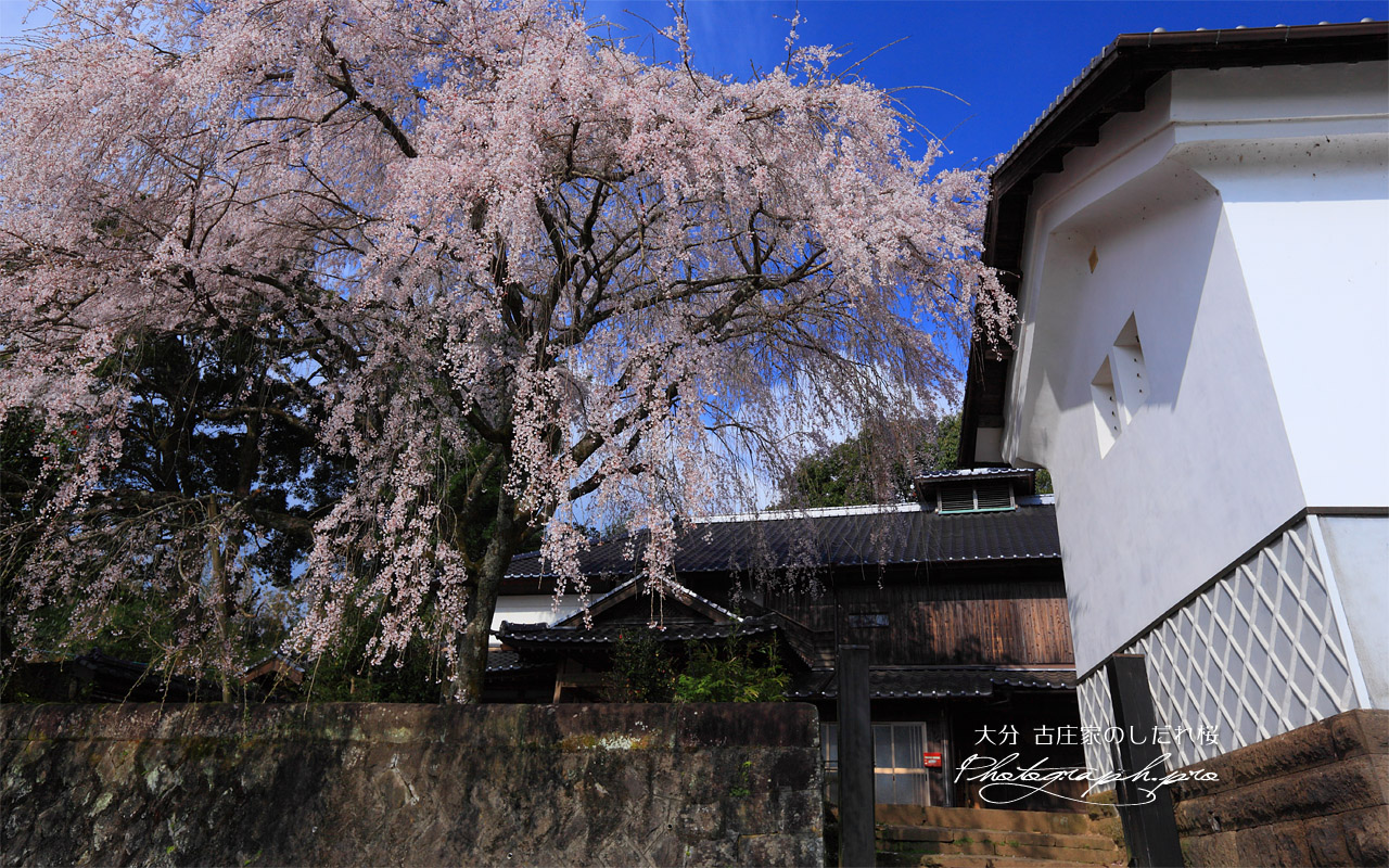旧家の一本桜 壁紙