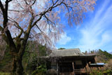 順照寺のシダレザクラ