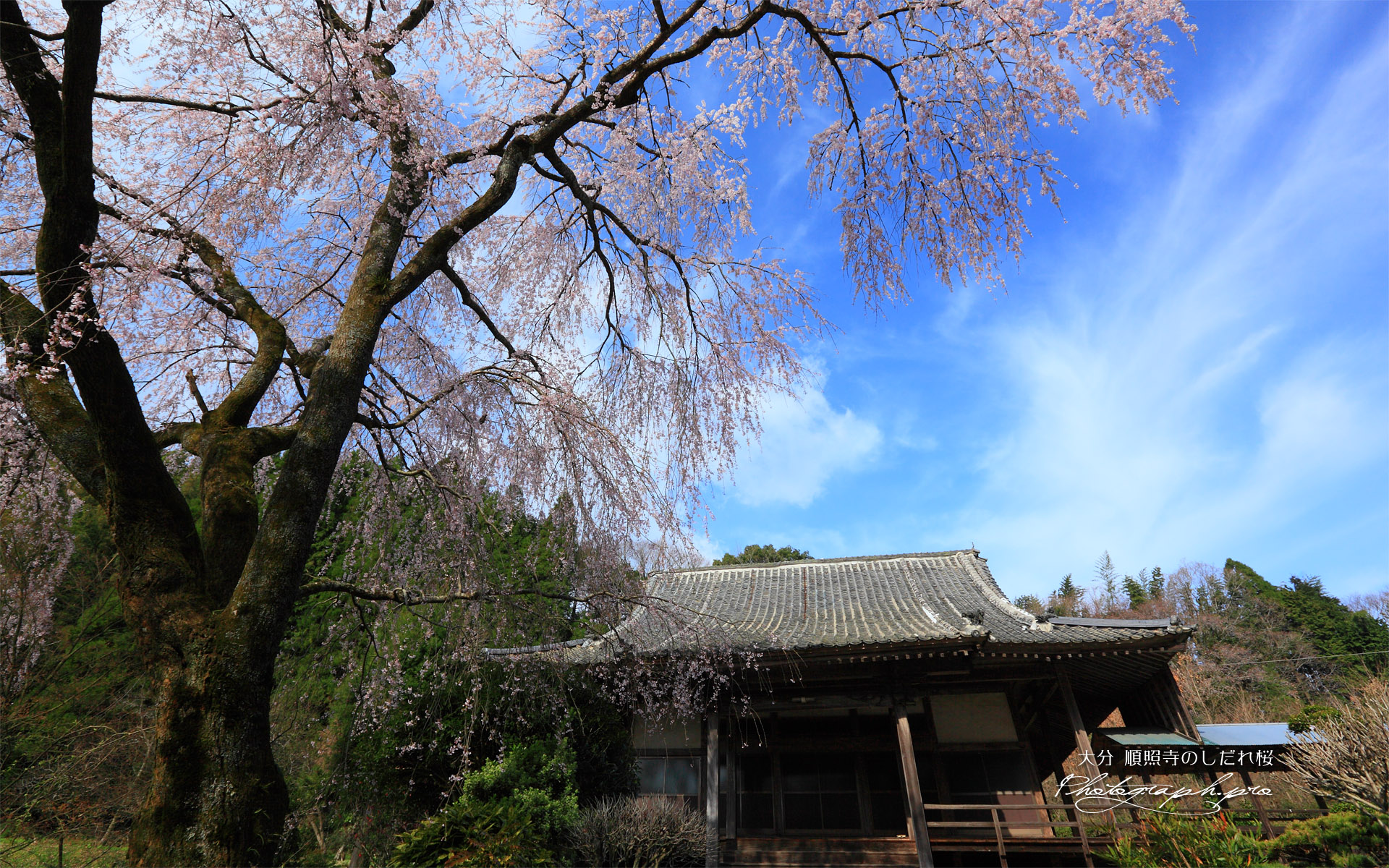 順照寺のシダレザクラ
