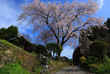 順照寺の枝垂桜