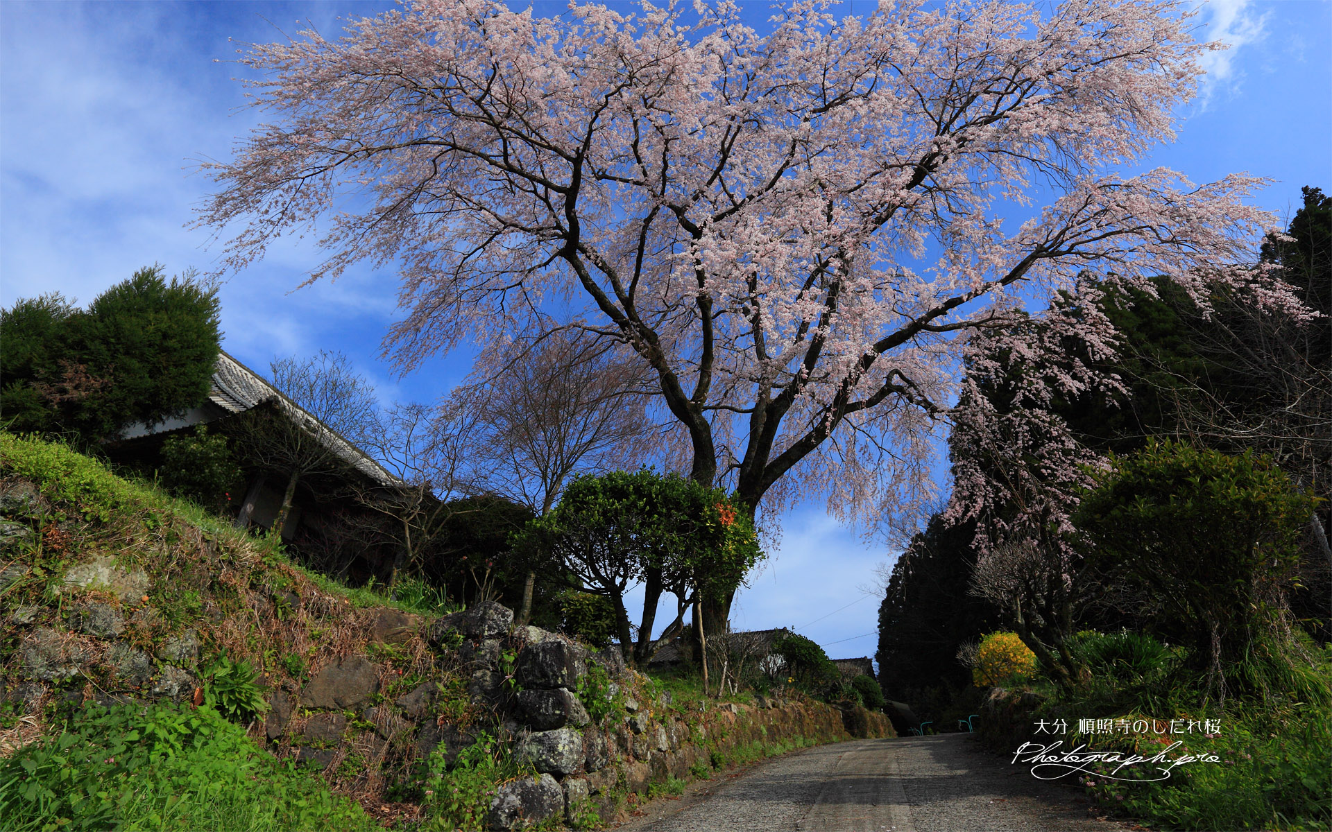 順照寺の枝垂桜