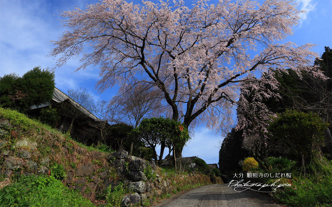 順照寺の枝垂桜 壁紙