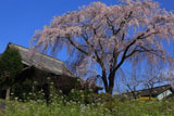 順照寺のしだれ桜
