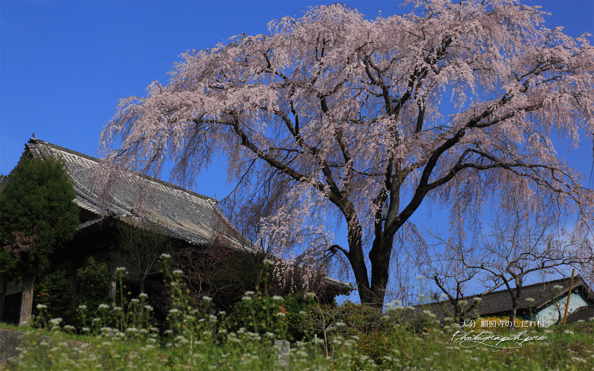 順照寺のしだれ桜