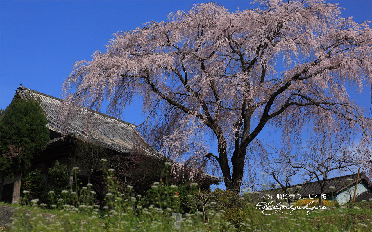 順照寺のしだれ桜 壁紙