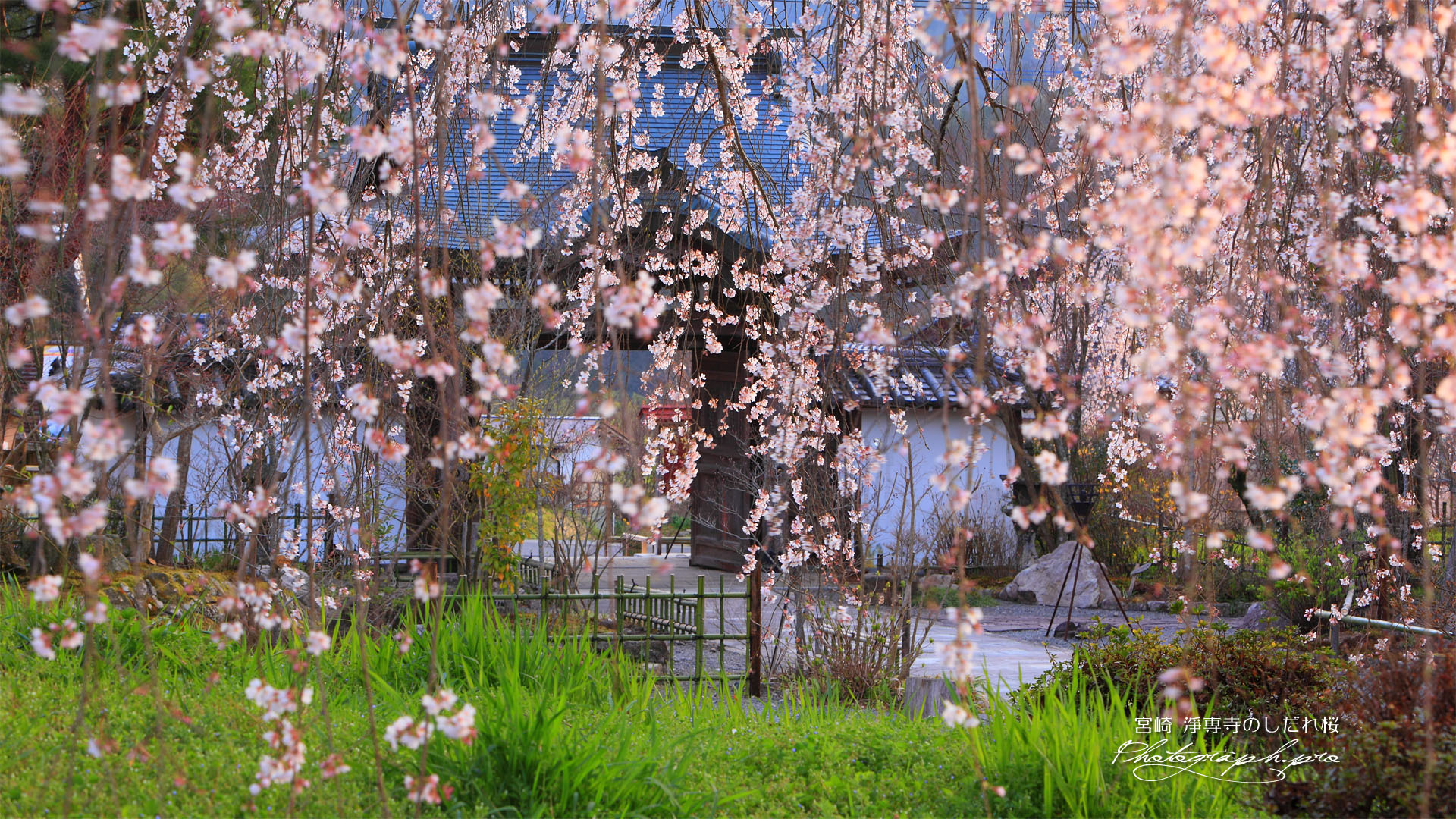 枝垂れ桜越しの淨専寺山門