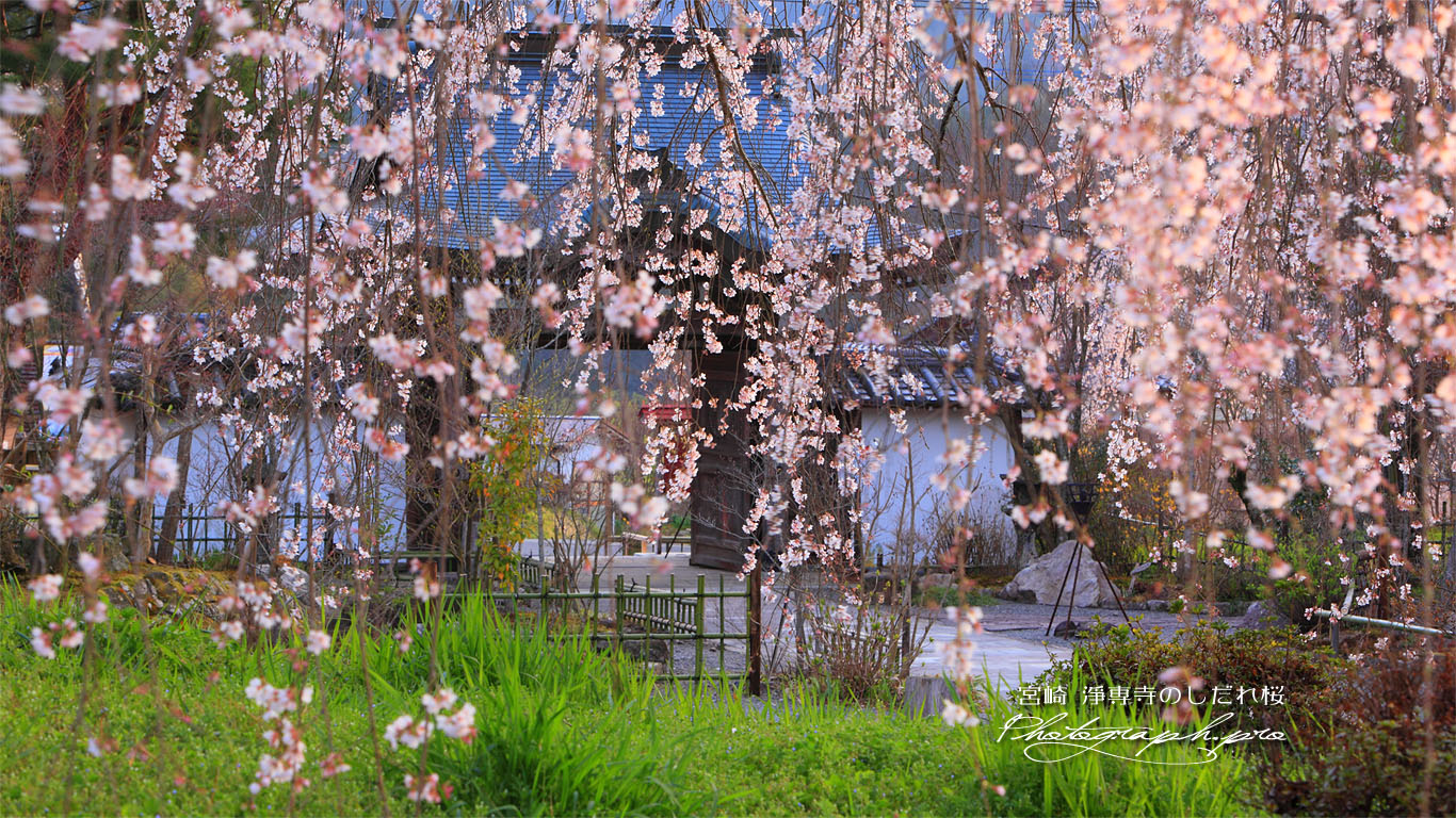 枝垂れ桜越しの淨専寺山門 壁紙