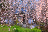 枝垂れ桜越しの淨専寺山門