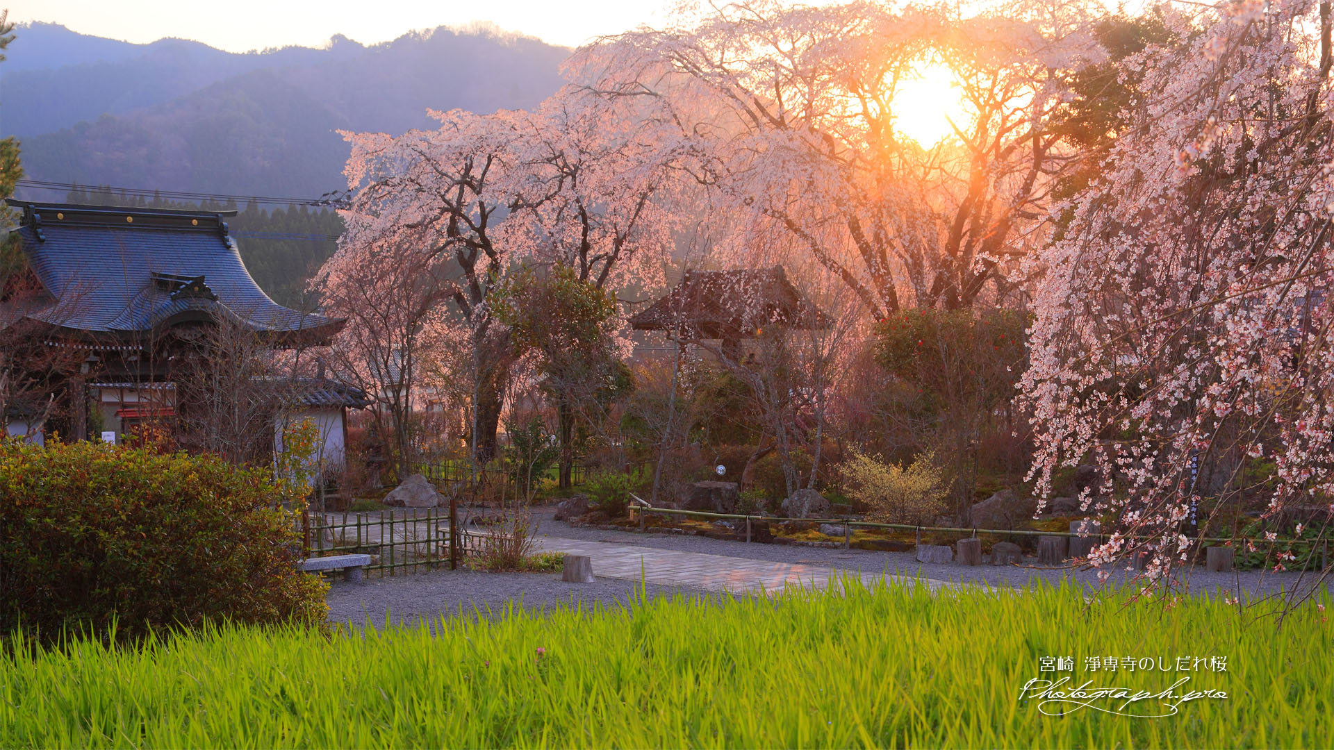 淨専寺境内の枝垂れ桜