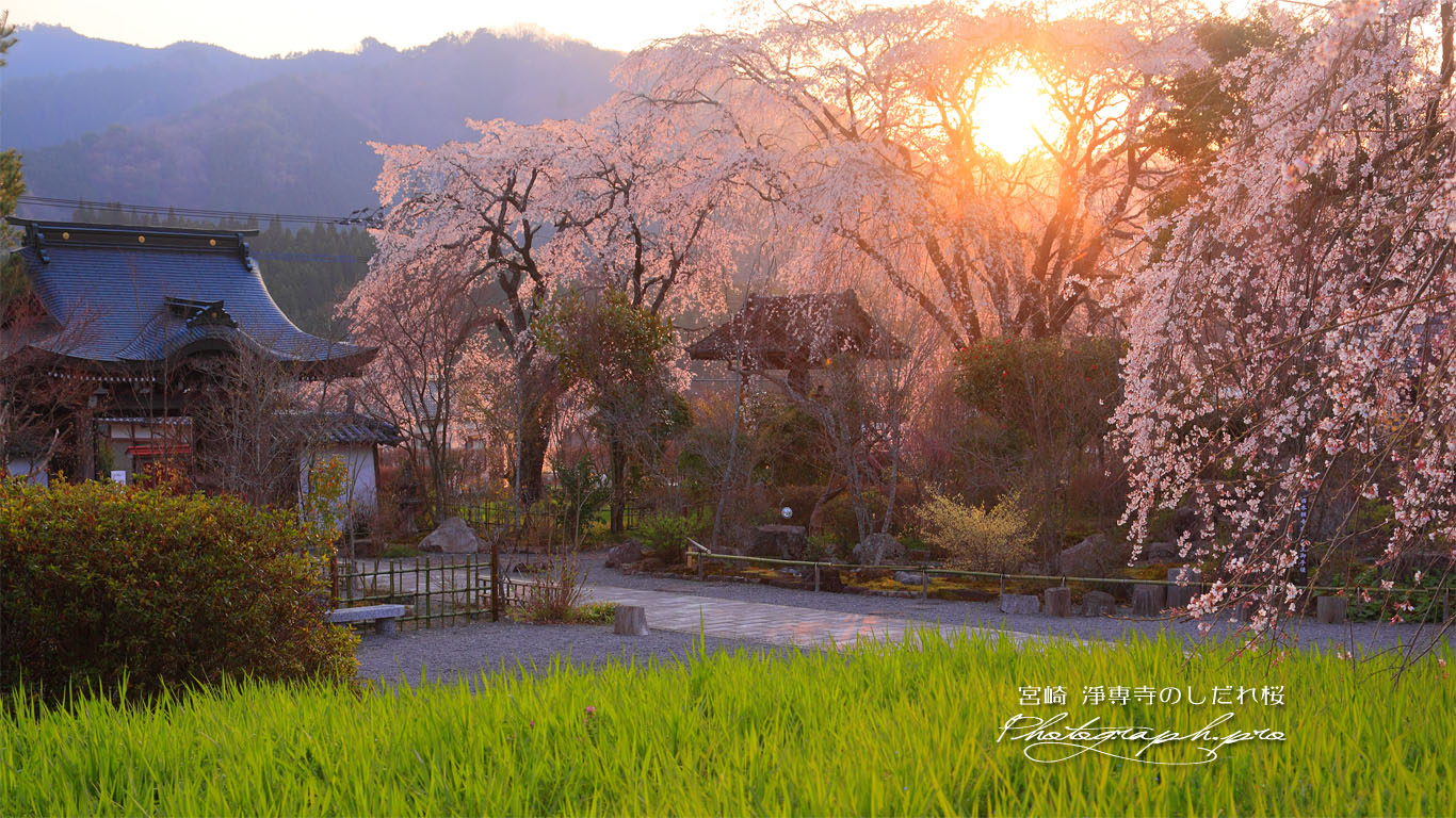 淨専寺境内の枝垂れ桜 壁紙
