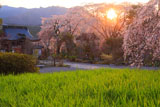 淨専寺境内の枝垂れ桜