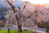 夕陽に染まる淨専寺のしだれ桜