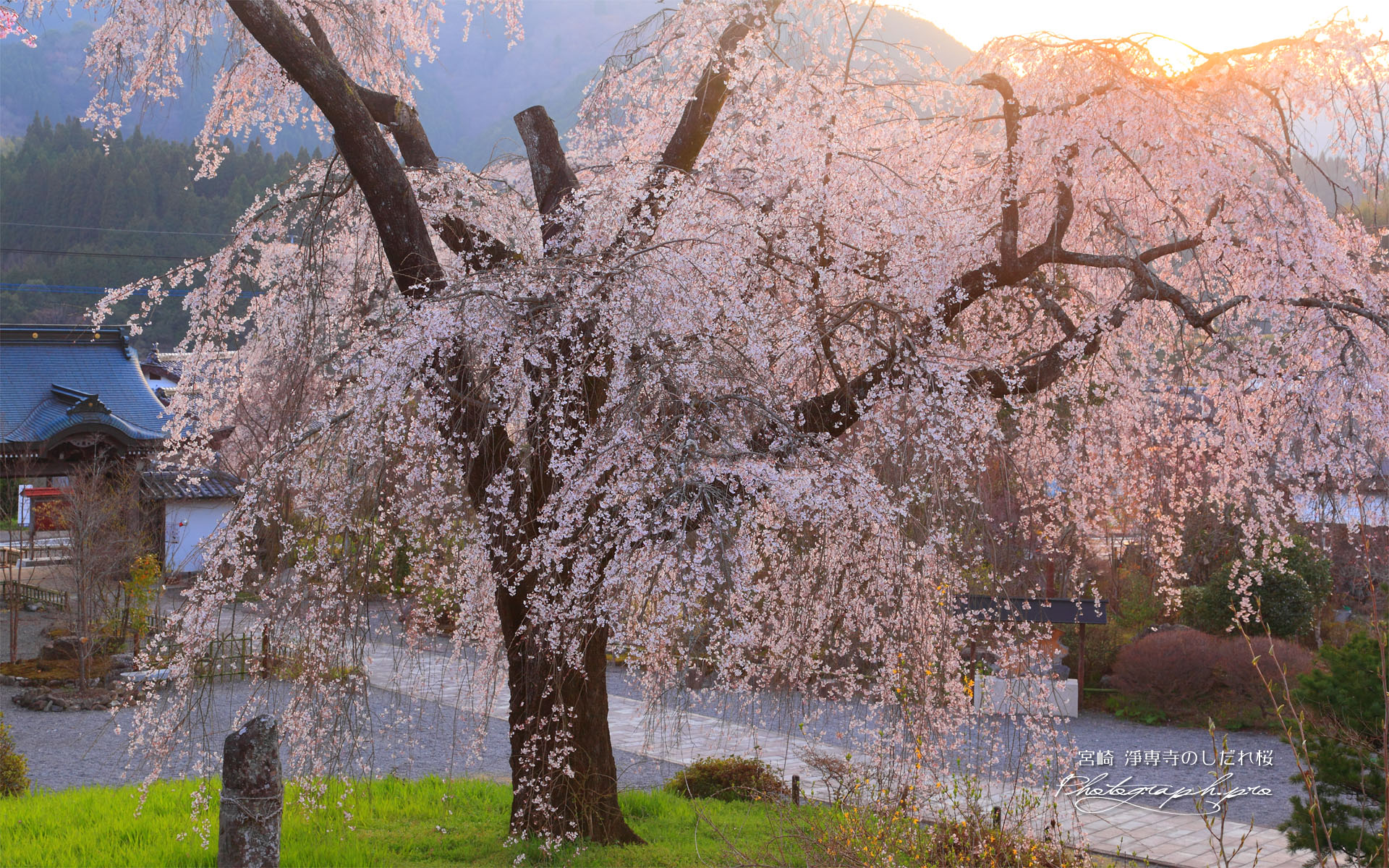 夕陽に染まる淨専寺のしだれ桜